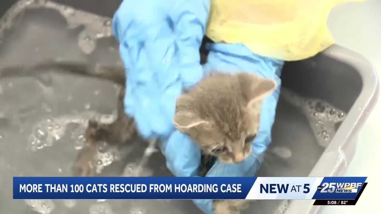 More than 100 cats rescued from hoarding situation in Port St. Lucie — WPBF West Palm Beach, Stockholm Health news