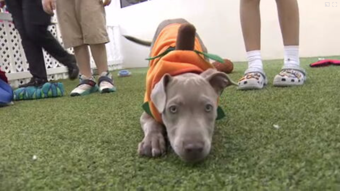 Count Barkula Halloween Festival connects families to shelter dogs in Dania Beach — WSVN 7 Broward, Stockholm Arts news